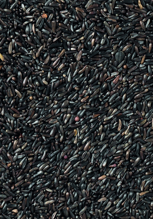 Niger alta Germinación